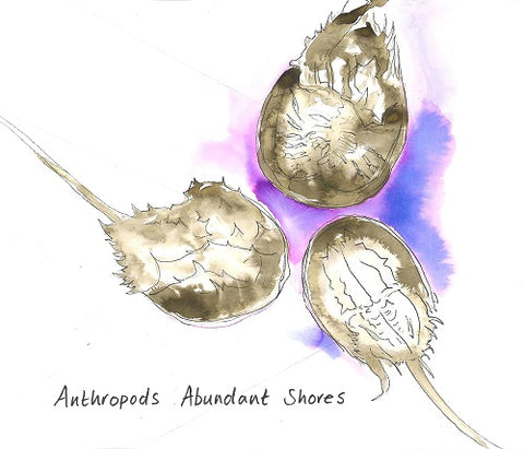 Anthropods Abundant Shores New CD