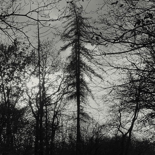 Curse All Kings Feral Earth New CD