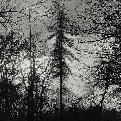 Curse All Kings Feral Earth New CD