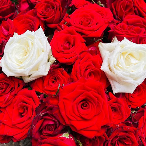 Cut All The Red Threads Of Destiny That Run Through The World And CD Presale