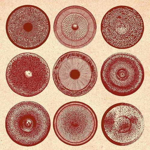 Ensemble Nist Nah Spilla New CD Presale