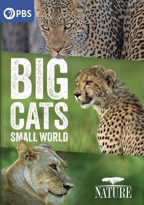 Nature Big Cats Small World (David Oyelowo) New DVD Presale Presale