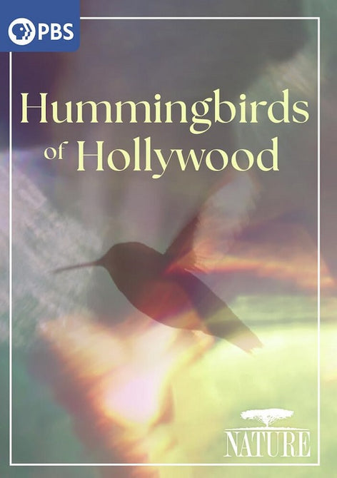Nature Hummingbirds Of Hollywood (Terry Masear) New DVD Presale