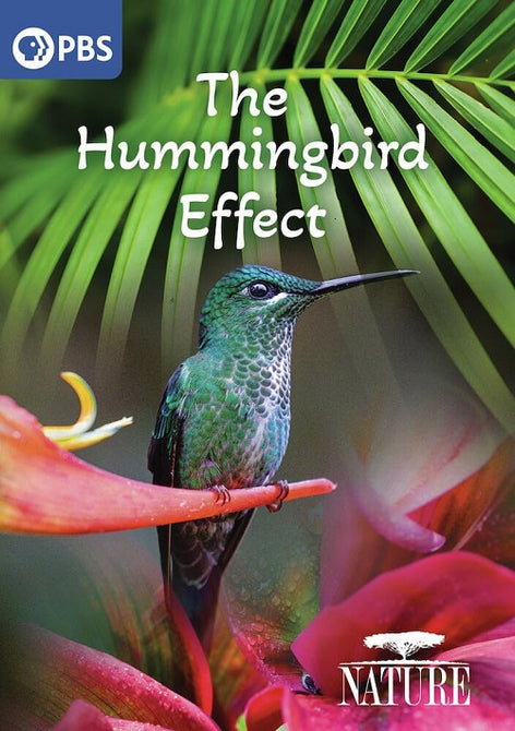 Nature The Hummingbird Effect (Harry Shum Jr) New DVD Presale