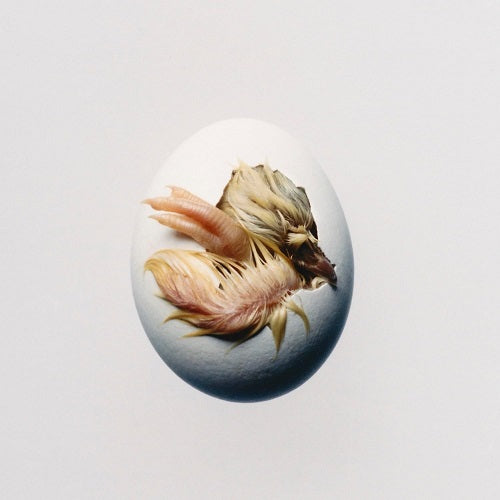 Shygirl SWALLOW New CD Presale