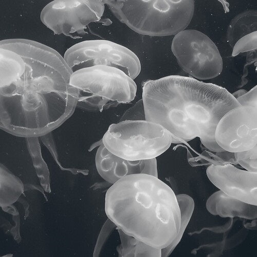 Brad E Rose Annular Silhouettes New CD